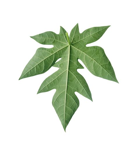 Papaya leaves on a transparent background. 27120063 PNG