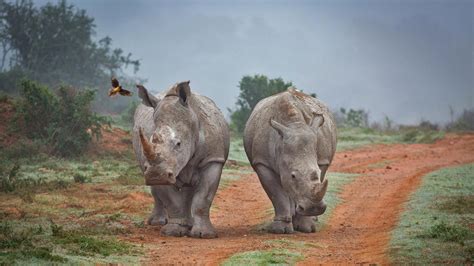 Rhinos Oxpecker – Bing Wallpaper Download