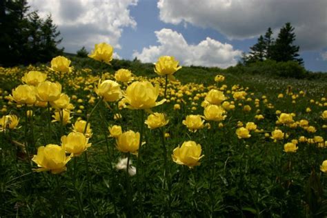 Vitosha Mountain National Park ⋆ Bulgaria Info Guide