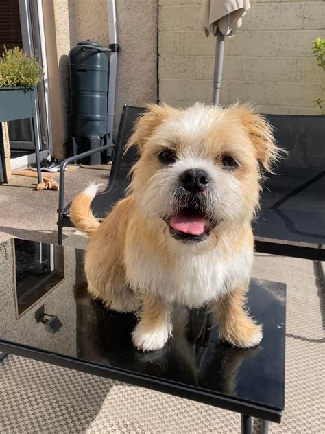 Bear the Shihtzu x needs a new home - DAWG