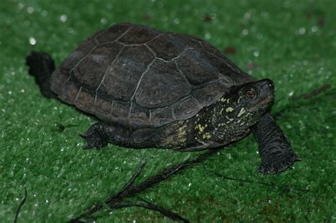 Reeves turtle (Mauremys reevesi) | ZooChat