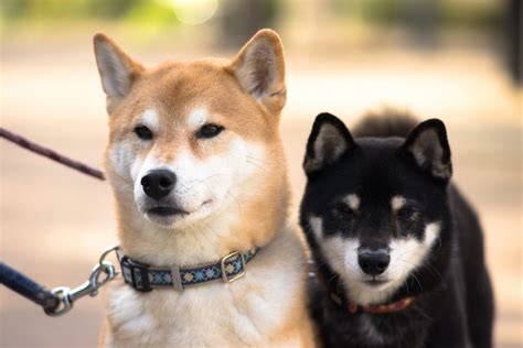 Shiba Inu: Bold, Spirited & Good Natured (Breed Guide)