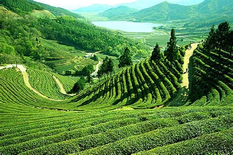 Darjeeling India Pictures | HD Desktop Wallpaper Collections