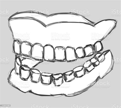 Human False Teeth Stock Illustration - Download Image Now - Anatomy ...