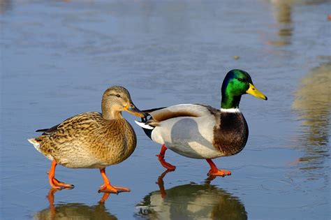 Male And Female Ducks