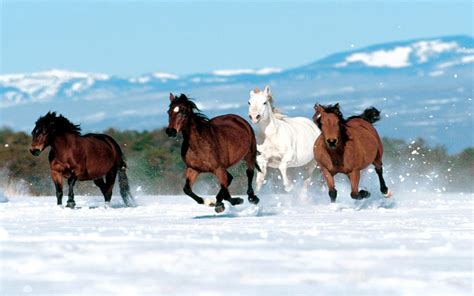 Horses in the Snow Wallpaper - WallpaperSafari