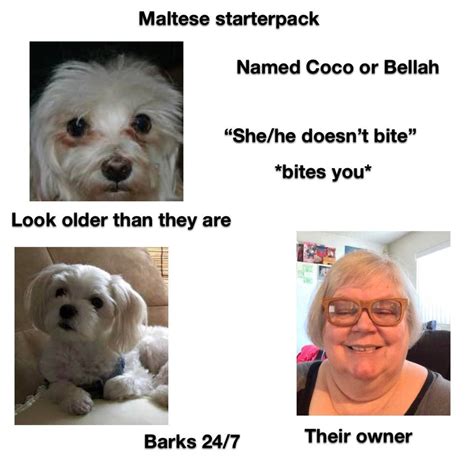 Maltese starterpack | Small White Dogs With Crusty Eyes | Know Your Meme