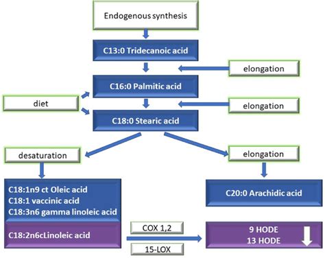 The synthesis of palmitic acid derivatives and proinflammatory ...