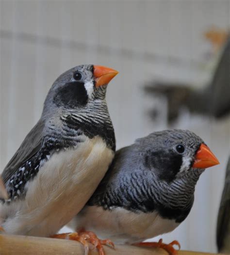 Zebra Finch Facts, As Pets, Care, Temperament, Pictures | Singing Wings Aviary