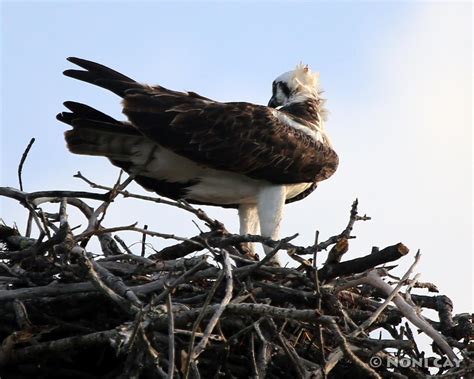 Osprey Nest Are Everywhere | Noni Cay Photography