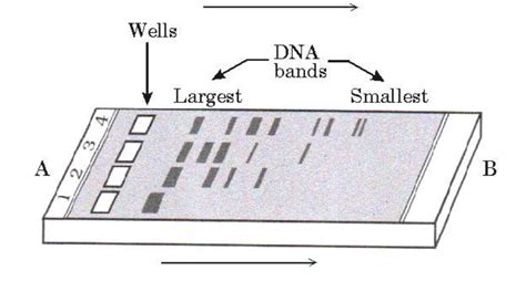 Given below is the diagram representing the observations made for ...