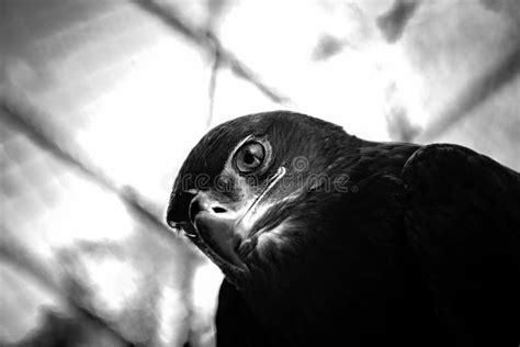 Steppe Eagle - Close-up Portrait Stock Photo - Image of feather, prey ...