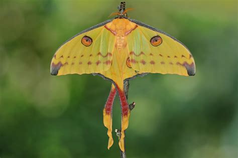 Comet moth female #2 by Sven Damerow | moth | yellow red | Moth, Female, Comet