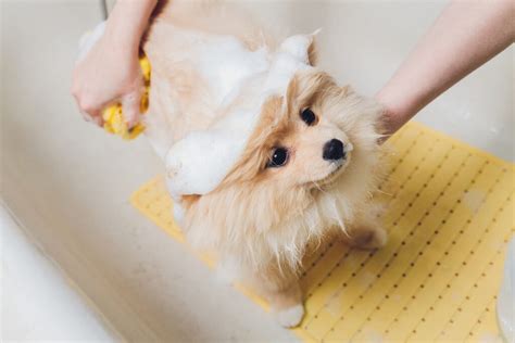 How To Shower A Dog Properly - Pretty Pets Kennel