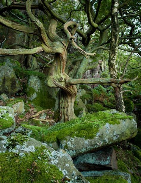 Twisted Oak - Twisted sessile oak after sunset on a gritstone ridge in the Peak Distrcit ...