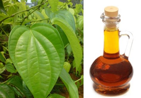 Betel Leaf Oil at Best Price in Noida - ID: 4349802 | ISAR INTERNATIONAL LLP