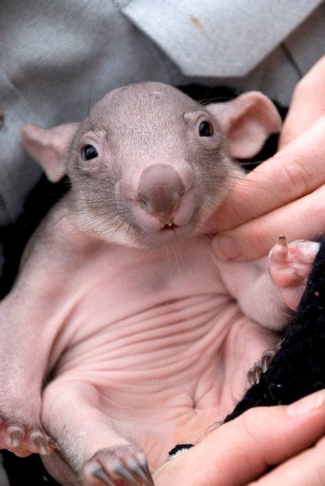 Meet Mirrhi, the Orphaned Wombat Baby - ZooBorns