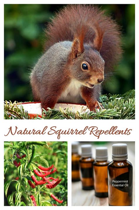 Natural Squirrel Repellent Ideas - Keep Squirrels out of The Yard!