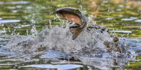 Rainbow Trout Jumping Out Water