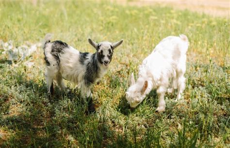 Premium Photo | Black and white small newborn baby goat eating grass on farm of countryside