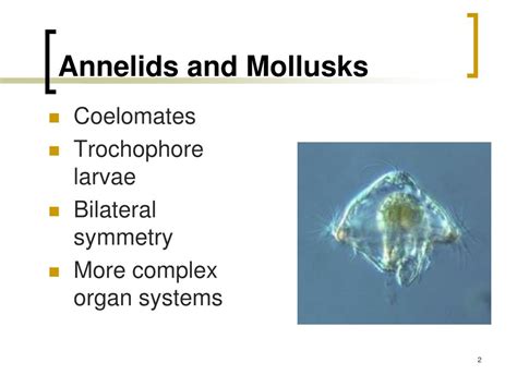 What Is Coelom In Zoology – MudFooted