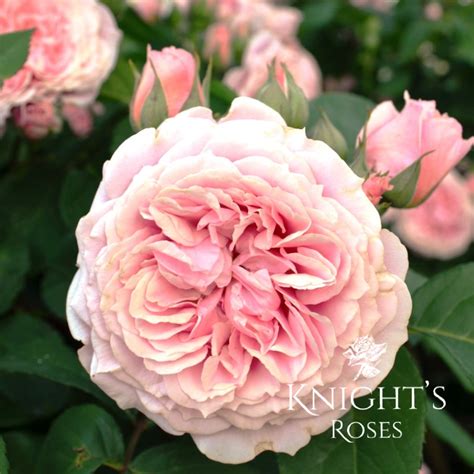 Heidi’s Wedding Rose ™ - BUY THIS ROSE ONLINE - Knight's Roses Australia