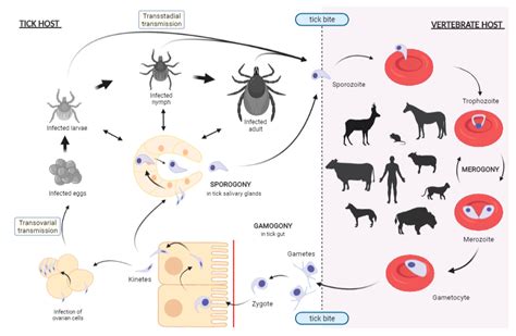 Pathogens | Free Full-Text | Experimental Infection of Ticks: An ...