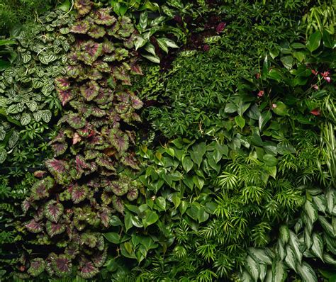 Green Walls - Greenery NYC | A Botanic Design Company