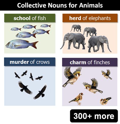 Collective Nouns for Animals