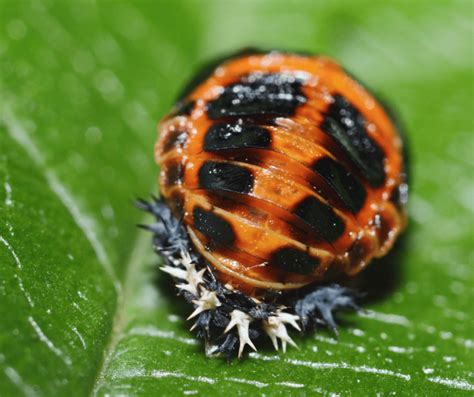 Orange Ladybug Meaning: Symbolism and Interpretation