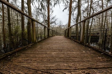 Tallahassee Museum with Kids – Forgotten Springs