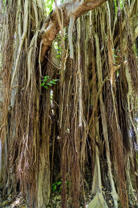 Banyan Tree Roots stock image. Image of branch, banyan - 66074215