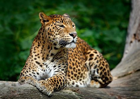 Where to See Leopards in the Wild | Asia & Arica