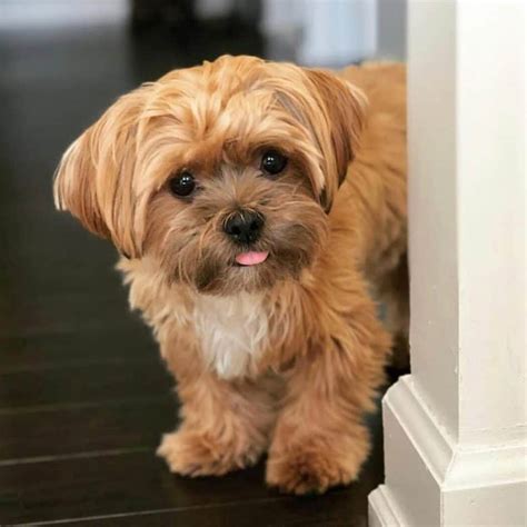 Is the Shih Tzu Yorkie Mix the Right Dog For You? - K9 Web