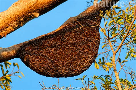 Nature Picture Library Giant honey bee nest (Apis dorsata), Karnataka ...