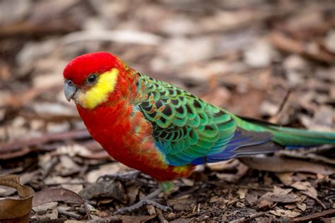 birds, Parrot, Rainbow, Lorikeet, Animals Wallpapers HD / Desktop and ...