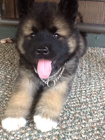 Pin by SARABI P. on BABY ANIMALS | Akita dog, Akita puppies, Puppies