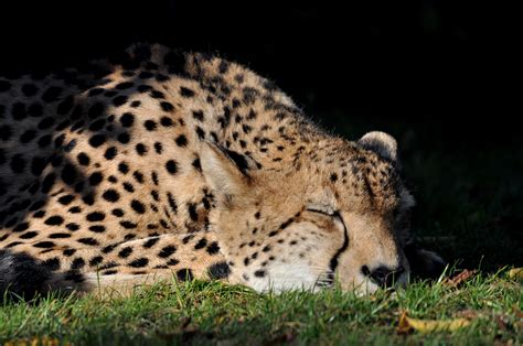 Free photo: Sleeping Cheetah - Animal, Cat, Cheetah - Free Download - Jooinn