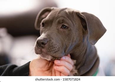 Scratching Chin Images, Stock Photos & Vectors | Shutterstock