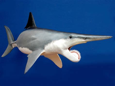 The Buzz-Saw Jaw - Helicoprion