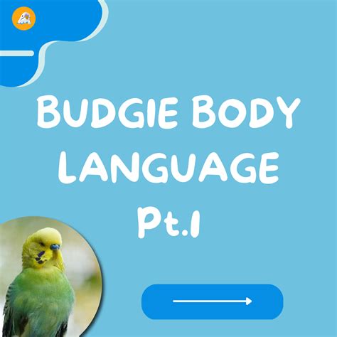 Budgie Body Language Pt.1 – BudgieUniverse