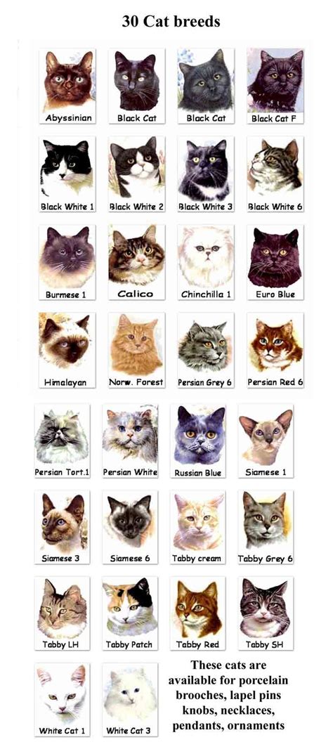 Types of Cat Breeds