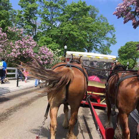 10 Questions About Horses – Mackinac Island