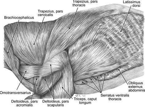 Forelimb myology of the pygmy hippopotamus (Choeropsis liberiensis) - Fisher - 2007 - The ...