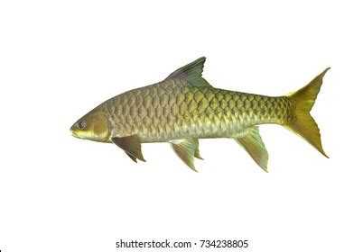 Indian Golden Mahseer Isolated On White Stock Photo 734238805 | Shutterstock