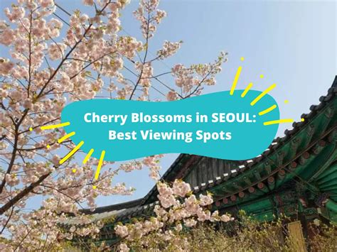 Cherry Blossoms in Seoul: 7 Best Viewing Spots - KKday Blog