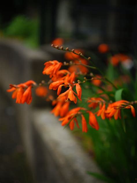 Montbretia Flowers with Green Leaves · Free Stock Photo