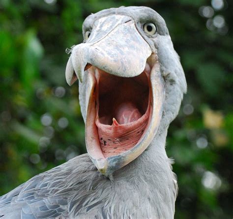 Bird Mouths Are Terrifying | Shoebill, Shoebill stork, Shoebill bird