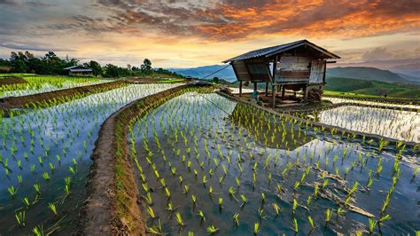 Rice Terraces HD Wallpapers - Top Free Rice Terraces HD Backgrounds ...