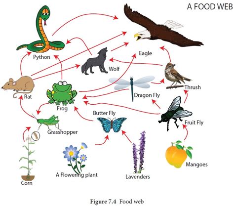 Terrestrial Food Web Example